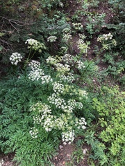 Ligusticum porteri