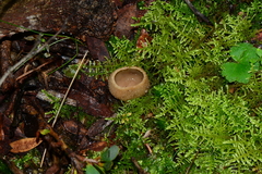 Peziza echinospora