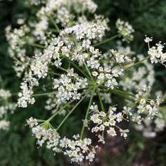 Ligusticum porteri
