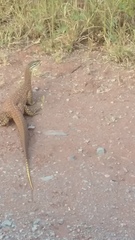 Varanus panoptes rubidus