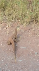 Varanus panoptes rubidus