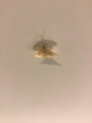 Phalaenostola metonalis