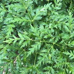 Ligusticum porteri
