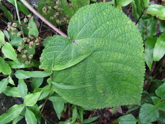 Dendrocnide cordifolia