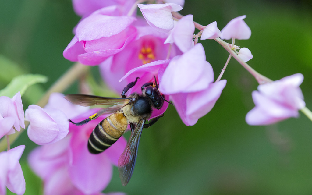 排蜂（大蜜蜂） Giant Honey Bee (西双版纳的蜂子) · iNaturalist