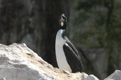 Leucocarbo bougainvillii