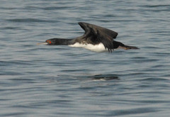 Leucocarbo bougainvillii