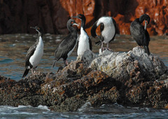 Leucocarbo bougainvillii