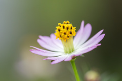 Cosmos caudatus