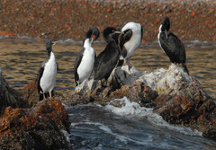 Leucocarbo bougainvillii