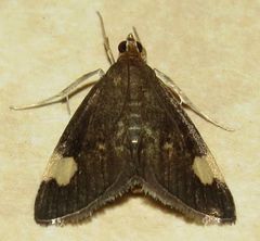 Evergestis unimacula