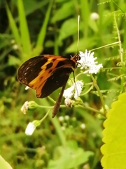 Mechanitis messenoides