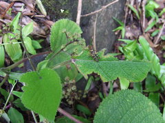 Dendrocnide cordifolia
