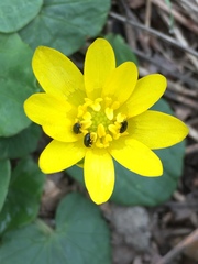 Ficaria verna