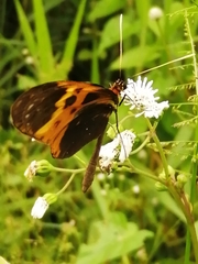 Mechanitis messenoides