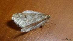 Alsophila aescularia