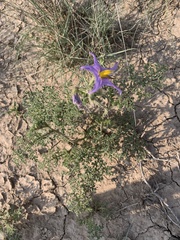 Solanum citrullifolium