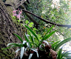 Encyclia adenocaula
