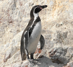 Spheniscus humboldti