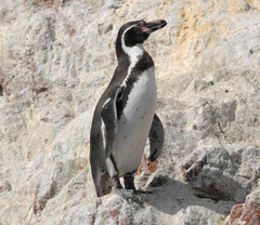 Spheniscus humboldti