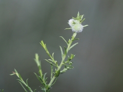 Rhopalomyia gemmaria