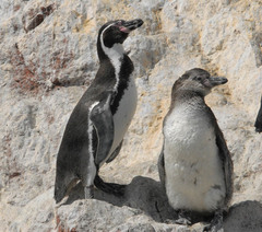 Spheniscus humboldti