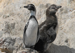 Spheniscus humboldti
