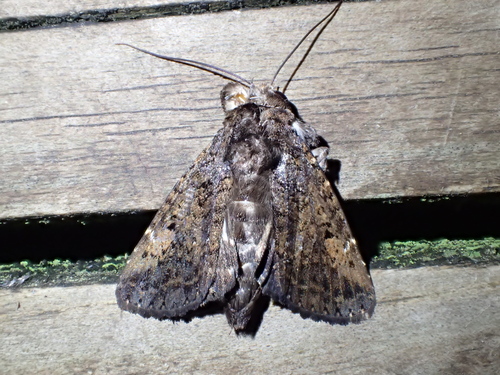 Paranagia rufostrigata