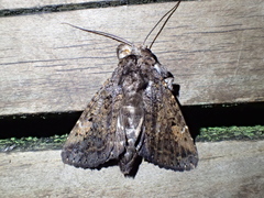 Paranagia rufostrigata