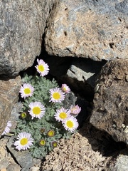 Erigeron vagus