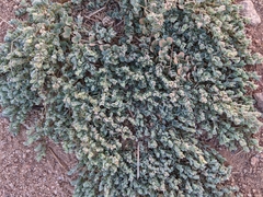 Euphorbia albomarginata