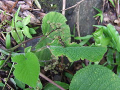 Dendrocnide cordifolia