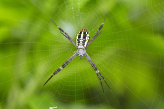 Argiope dang