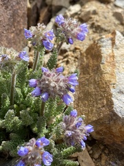Polemonium chartaceum