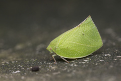Phyllyphanta declivis