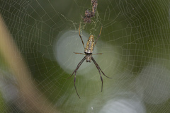 Trichonephila antipodiana