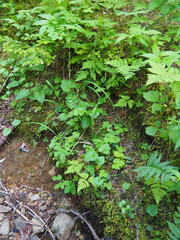 Pectiantia pentandra