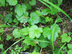 Pectiantia pentandra