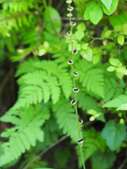 Pectiantia pentandra