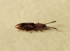 Cryptamorpha desjardinsi