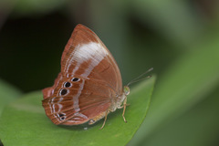 Abisara saturata