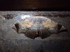 Mecodina