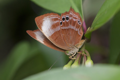 Abisara saturata