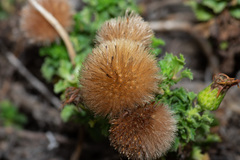 Haplopappus foliosus