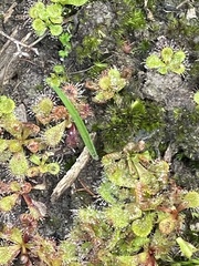Caladenia pusilla