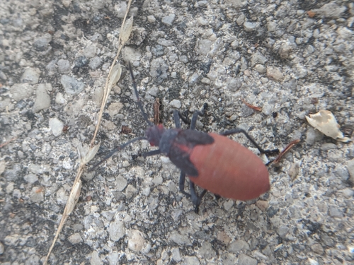 photo of Red-shouldered Bug (Jadera haematoloma)