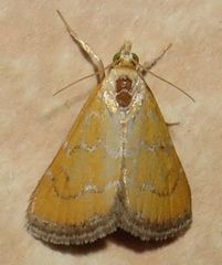 Xanthophysa psychicalis