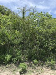 Parkinsonia texana macra
