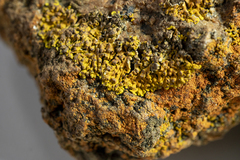 Caloplaca tomareeana