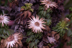 Haplopappus foliosus